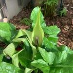Arum italicum x Arum maculatum Hoja