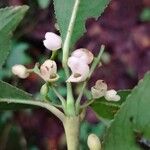 Hedyosmum brasiliense Flor