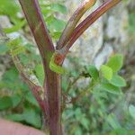 Sonchus tenerrimus Corteza