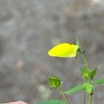 Calceolaria tripartita Кветка