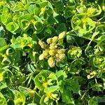 Euphorbia portlandica Характер