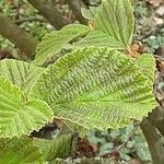 Hamamelis virginiana ഇല