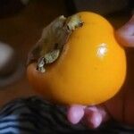 Diospyros kaki Fruit