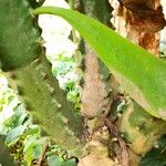 Euphorbia neriifolia Bark