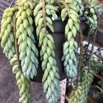 Sedum morganianum पत्ता