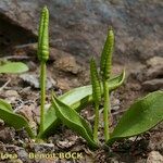 Ophioglossum azoricum Buveinė