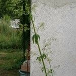 Valeriana diffusa Hoja