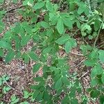 Vaccinium parvifolium Blatt