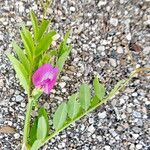 Vicia lathyroides Habitus