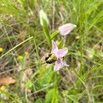 Ophrys apifera Blomma