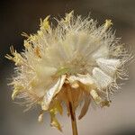 Acamptopappus shockleyi Flower