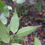 Myrcia splendens Leaf