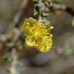 Coleogyne ramosissima Flower