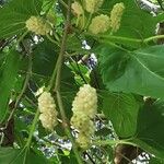 Morus alba Fruto