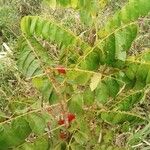 Cnestis ferruginea Leaf