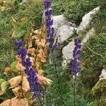 Aconitum napellus Virág