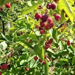 Amelanchier canadensis Habit