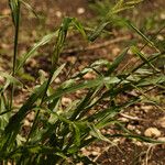 Paspalum fimbriatum Leaf