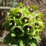Euphorbia characias Floro