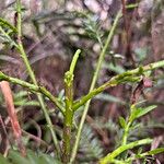 Falcatifolium taxoides Листок
