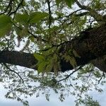 Morus indica Folha