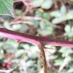 Rubus polyanthemus Kaarna