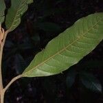 Minquartia guianensis Blatt