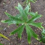 Syneilesis aconitifolia Hoja