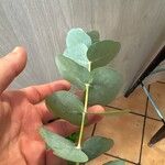 Eucalyptus pulverulenta Blad