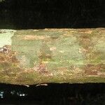 Eschweilera parviflora Bark