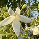 Millingtonia hortensis Flor