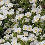 Cistus x hybridus Çiçek