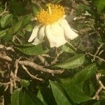 Oncoba spinosa Çiçek