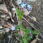 Myosotis sylvaticaCvet