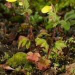 Calceolaria tripartita Autre