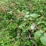 Rubus cuspidifer Vekstform