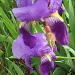 Iris germanica 花