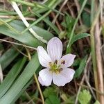 Colchicum cupanii Flor