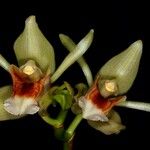 Coelogyne lycastoides