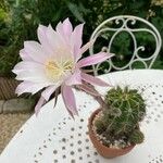 Echinopsis oxygona Квітка