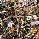 Euphrasia alpinaFlower