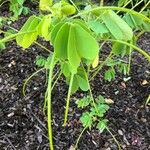 Cassia obtusifolia Leaf