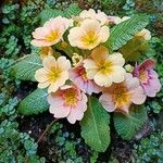 Primula × polyantha List
