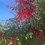 Erythrina crista-galli Hábito