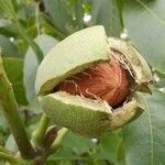 Juglans regia Плід