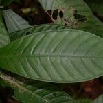Psychotria psychotriifolia Blatt