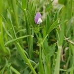 Vicia bithynica موطن