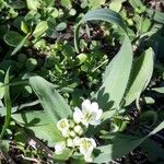 Allium chamaemoly Fleur