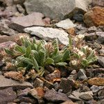 Phacelia hastata Hábitos