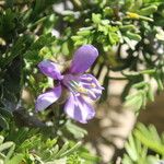 Guaiacum angustifolium Blomst